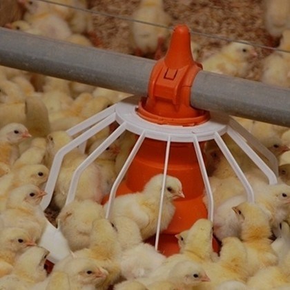 Closed House Chicken 20T Poultry Farm Equipment