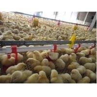 Lijn van Pan Feeding System Nipple Drinking van het kippengevogelte de Automatische