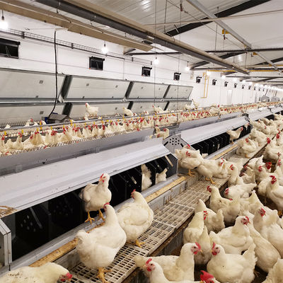 Gevogeltelandbouwbedrijven Pan Feeder System Chicken Breeding