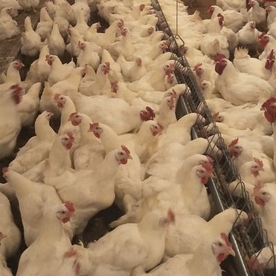 Van het het Gevogeltemateriaal van het kippenhuis Commercieel van het de Grondfokken de Kwekerssysteem voor Grill