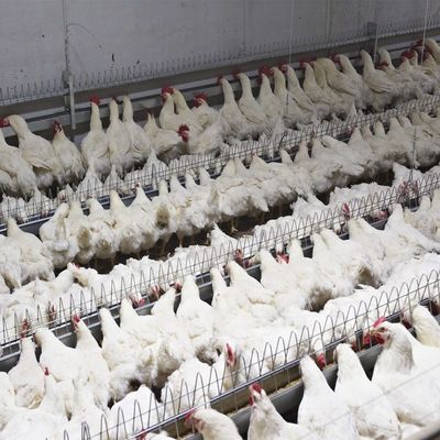 Van het Gevogeltepan feeding system automatic breeder van het de landbouwmateriaal de Ouderkip het Drinken